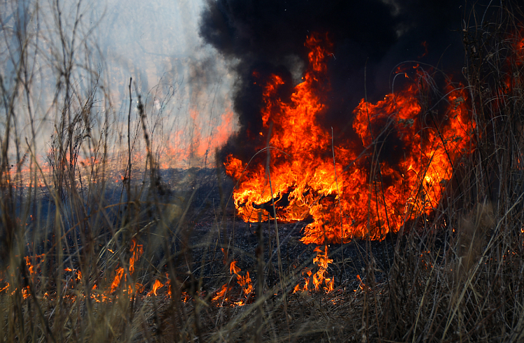 До 2 миллионов рублей составят штрафы нарушителям пожарной безопасности на землях лесного фонда Приморья.