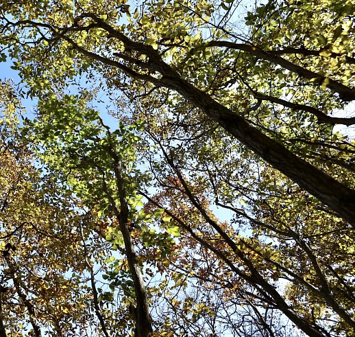 Втрое возросла площадь особо защитных участков лесов в Приморье.